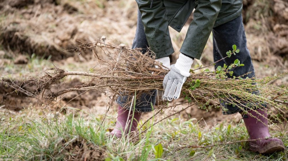 Trees Planting   Cover